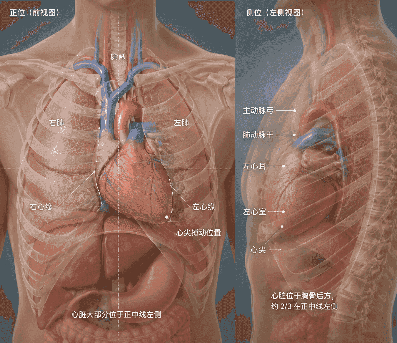 心脏在胸腔中的位置:正位与左侧位视图