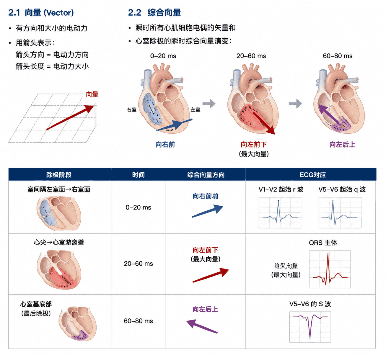 心电向量与综合向量示意图