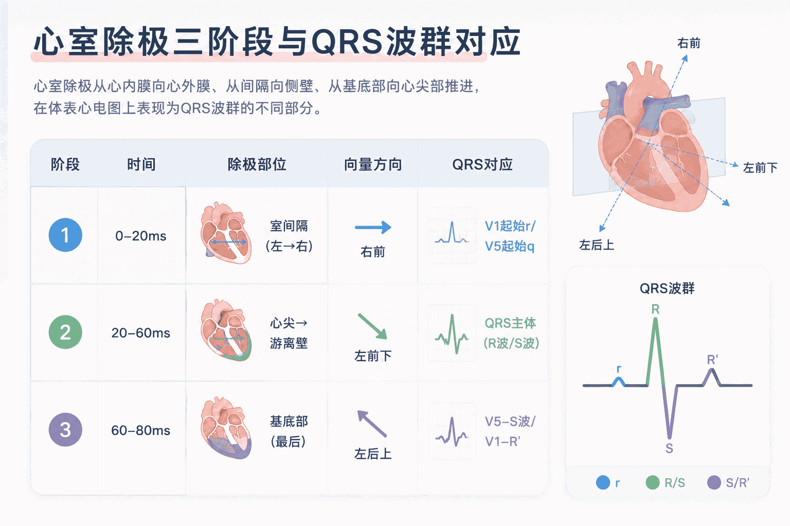 心室除极三阶段与QRS波群对应关系